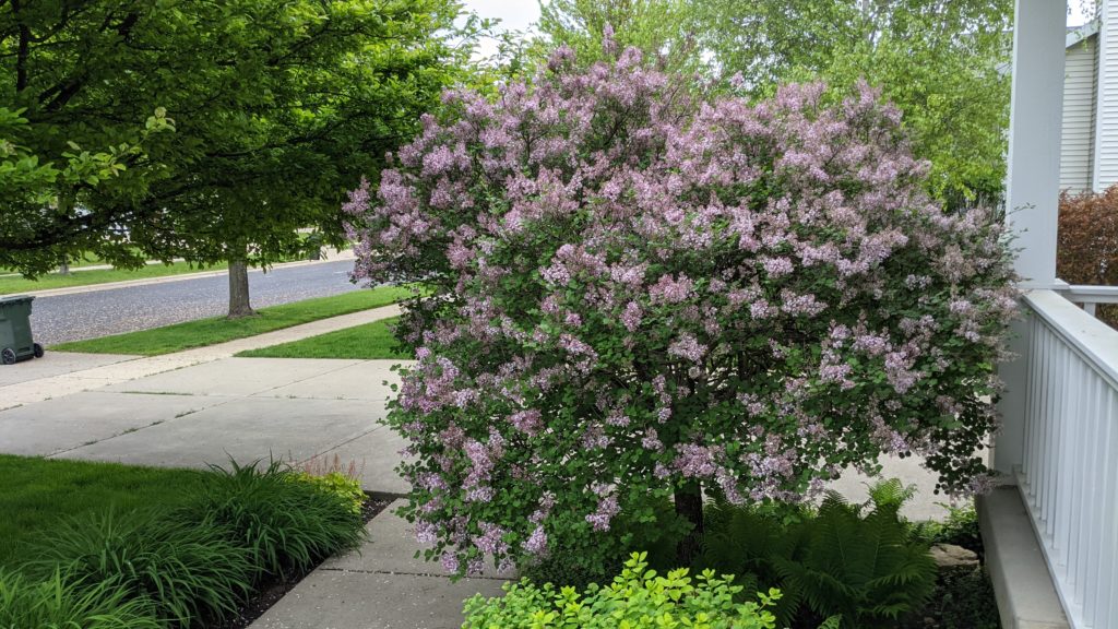 Lilac in front yard